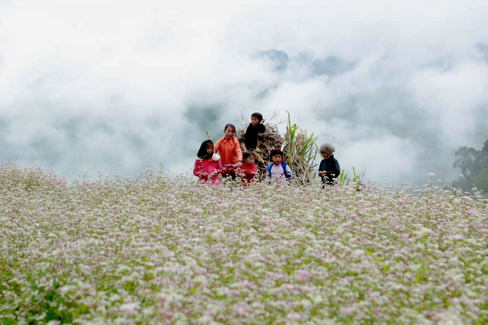 Ha Giang season flower